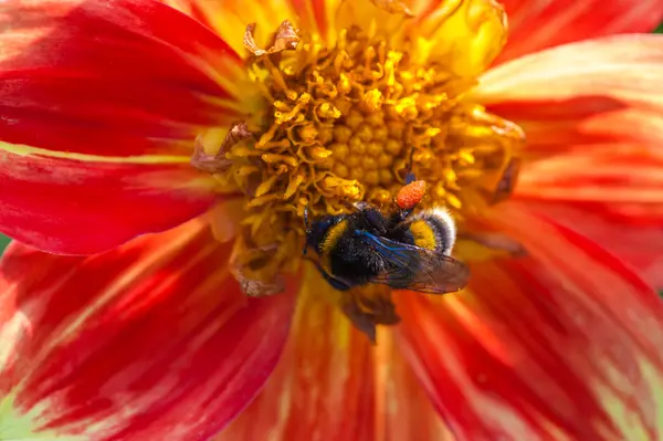 Bumblebee on aster flower — Stock Photo, Image