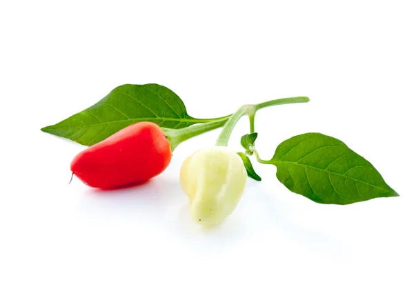 Pimienta dulce aislada sobre un fondo blanco —  Fotos de Stock