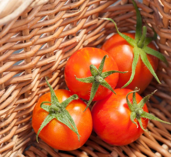 Tomates mûres sur le panier — Photo