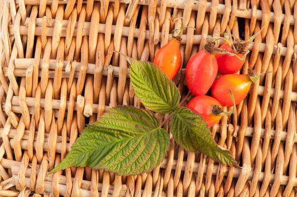 Red ripe rose hips — Stock Photo, Image