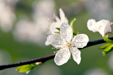 Çiçek açan elma ağacı
