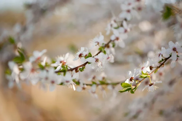 リンゴの木を咲かせ — ストック写真