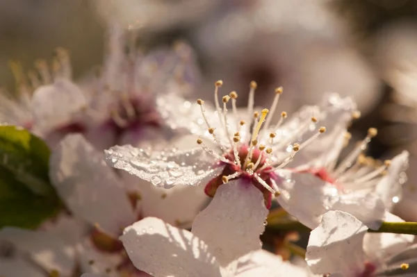 Blooming apple tree — Stock Photo, Image