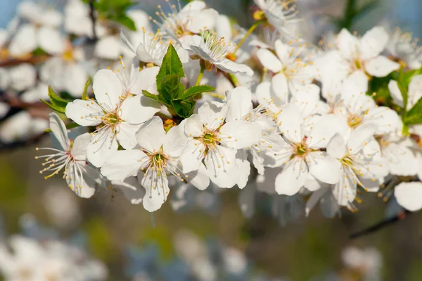 Bloeiende appelboom — Stockfoto