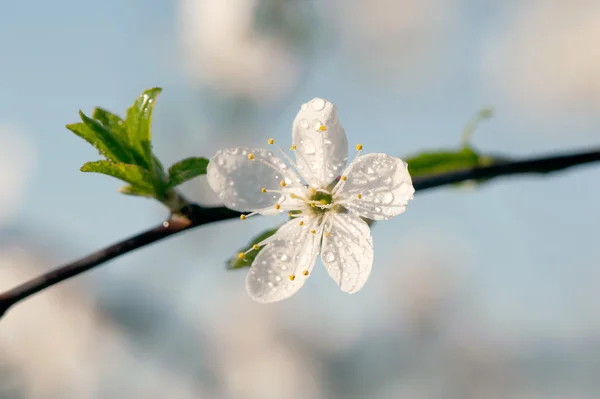 Bloeiende appelboom — Stockfoto