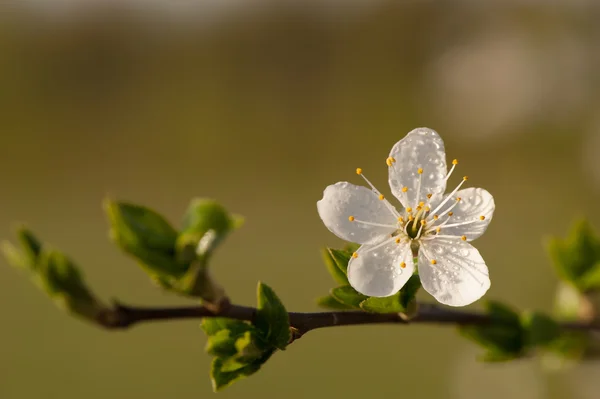 Bloeiende appelboom — Stockfoto
