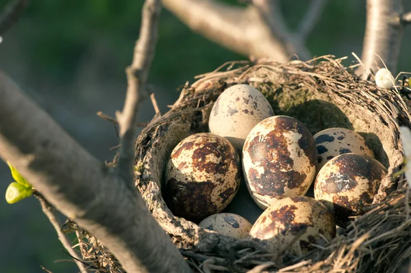 Куиловые яйца в гнезде — стоковое фото