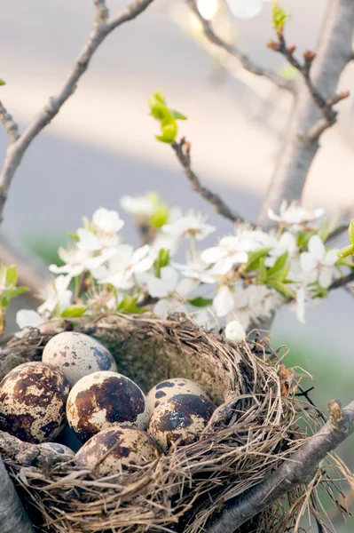 Qail 卵の巣 — ストック写真