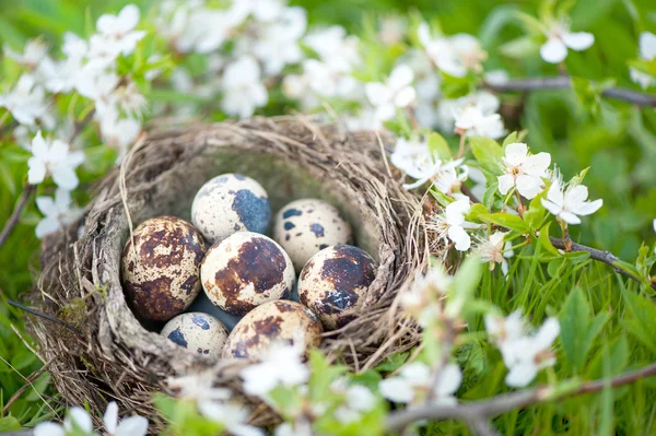 Qail eggs in nest