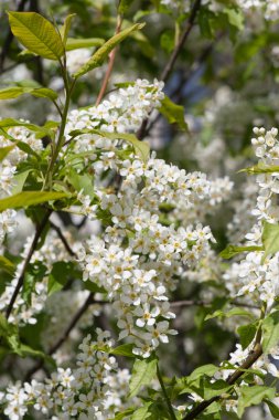 İlkbaharda açan kiraz ağacı