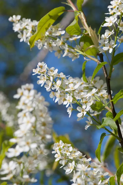 Blooming cherry tree in spring — Stock Photo, Image