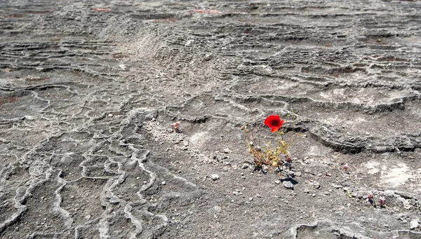 Mohnblume in Pamukkale — Stockfoto