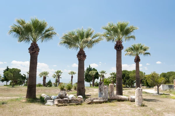 Palmiye sokak — Stok fotoğraf