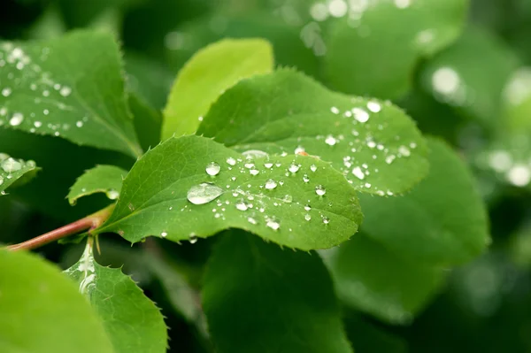 Reen leafs with water drops — Stock Photo, Image