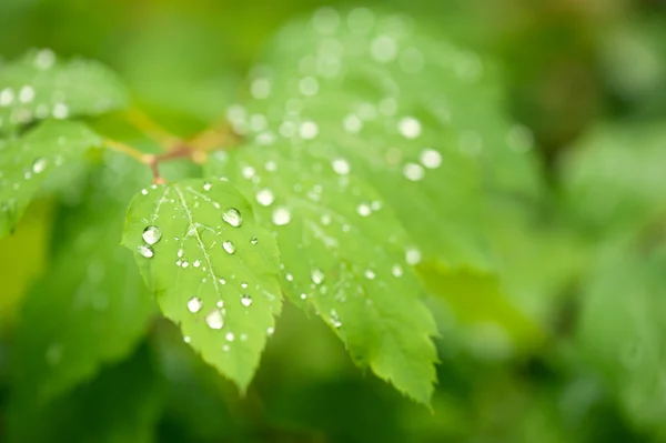 Reen leafs with water drops — Stock Photo, Image