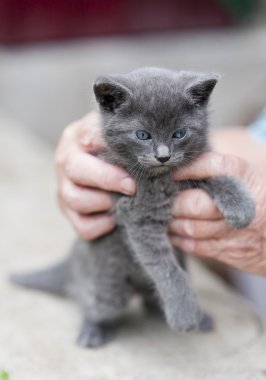 şirin kedi yavrusu