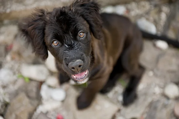 Schattige hond — Stockfoto