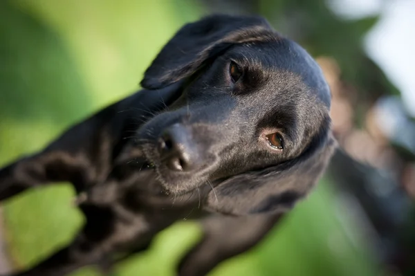 Schattige hond — Stockfoto