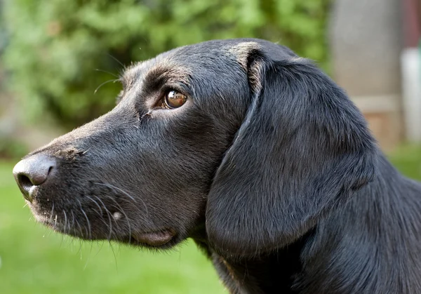 Niedlicher Hund — Stockfoto