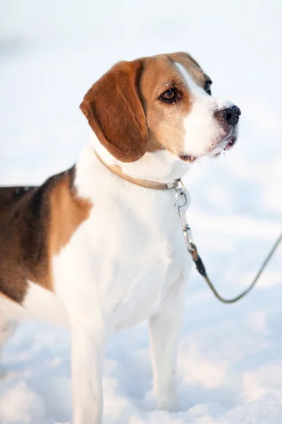 Niedlicher Hund — Stockfoto