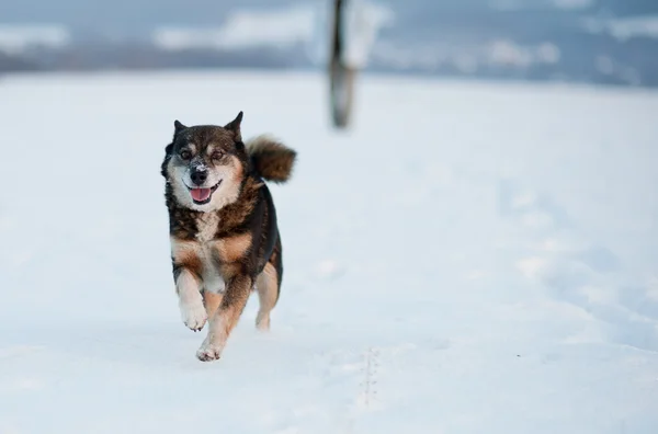 귀여운 개 — 스톡 사진