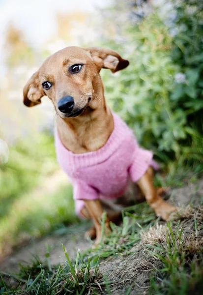 Cute dog — Stock Photo, Image