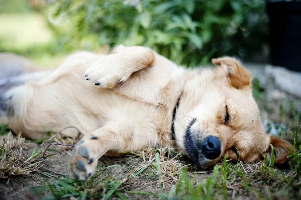 Niedlicher Hund — Stockfoto