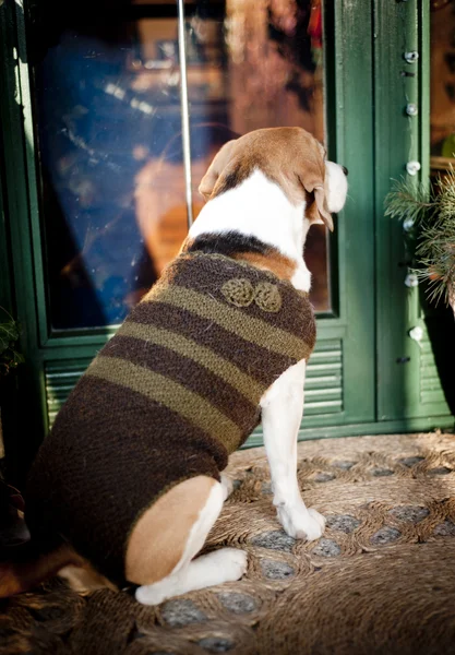 Søt hund – stockfoto