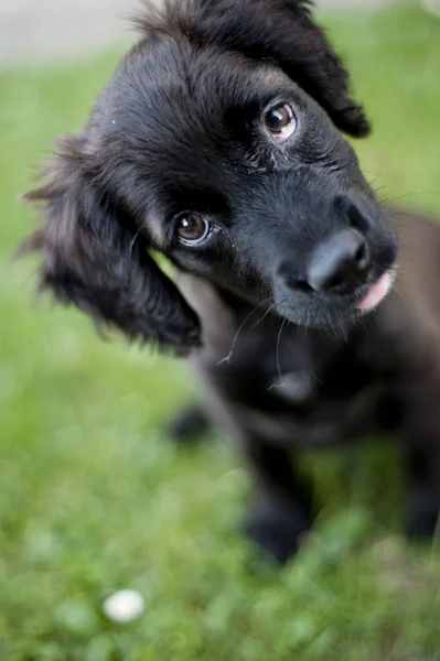 Cute dog — Stock Photo, Image