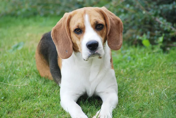 Cão bonito — Fotografia de Stock