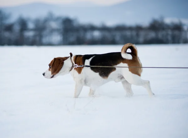 귀여운 개 — 스톡 사진