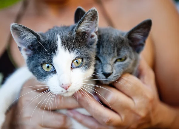 Gatinho bonito — Fotografia de Stock