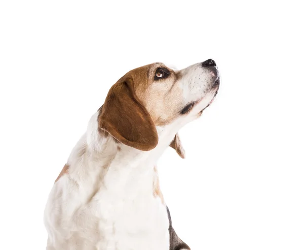 Hond in studio — Stockfoto