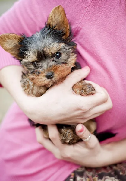 Carino cucciolo — Foto Stock