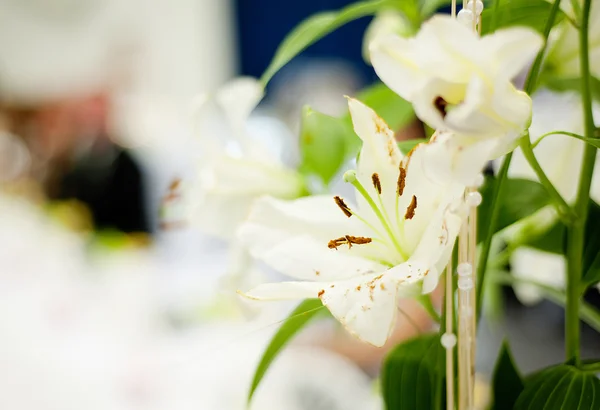 Wedding table decoration — Stock Photo, Image