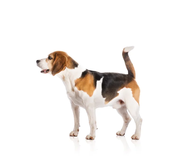 Dog in studio — Stock Photo, Image