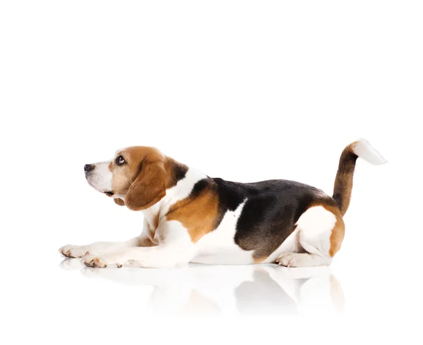 Perro en estudio — Foto de Stock