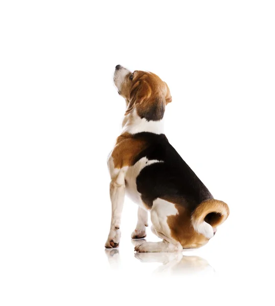 Dog in studio — Stock Photo, Image