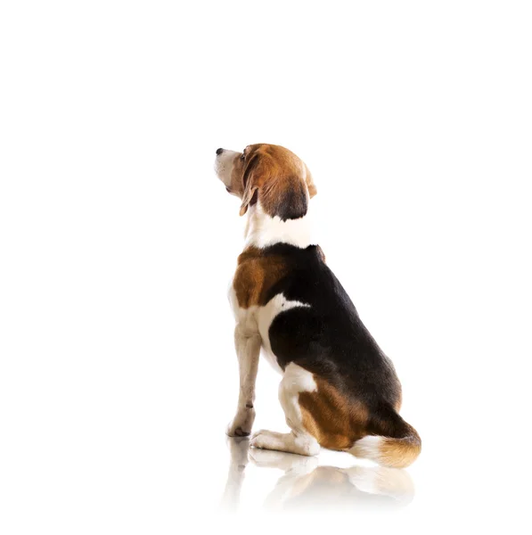 Hond in studio — Stockfoto