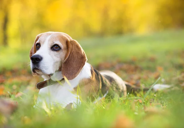 Hermoso perro — Foto de Stock