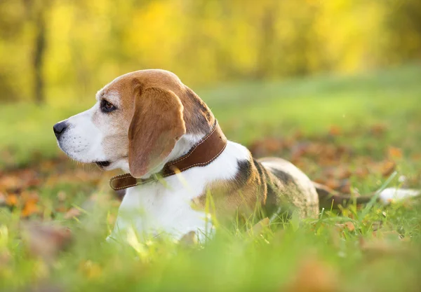 Cão bonito — Fotografia de Stock