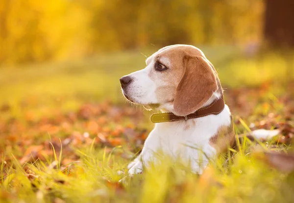 Cão bonito — Fotografia de Stock