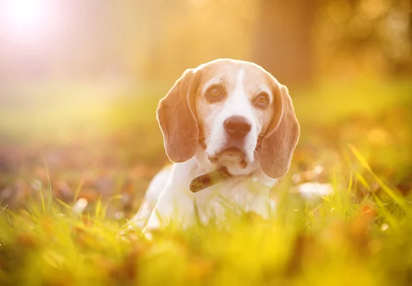 Beautiful dog — Stock Photo, Image