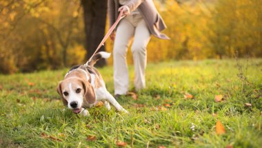 Köpek Yürüyüşü