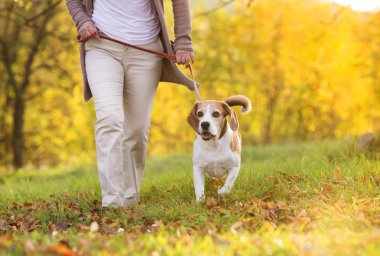 Köpek Yürüyüşü