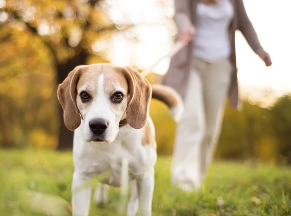 Dog walk — Stock Photo, Image