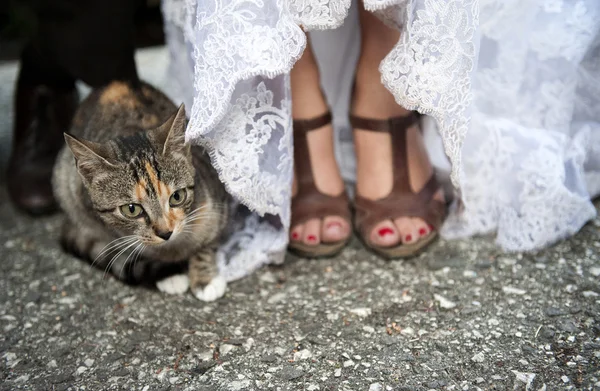 Bride feet and cat — Stock Photo, Image