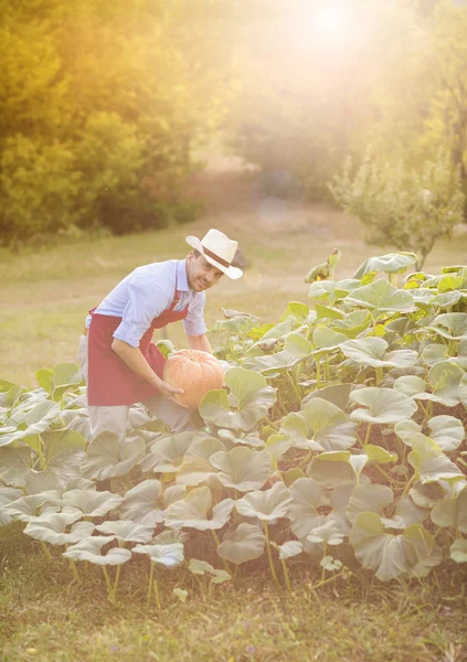 Jardinier avec citrouille — Photo