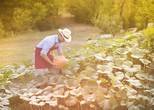 Jardinier avec citrouille — Photo