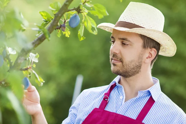 Giardiniere raccogliendo frutta — Foto Stock